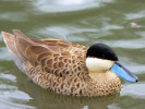 Puna Teal (WWT Slimbridge 20) - pic by Nigel Key